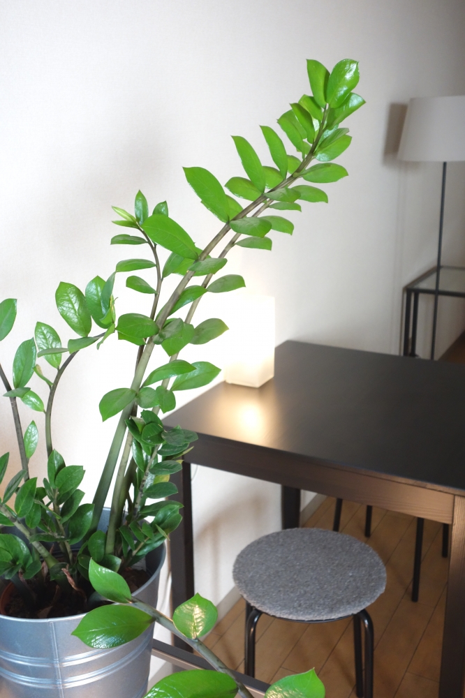 mixed　イングリッシュ・トレーニング・プログラム