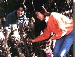 かさやしい茸ランド