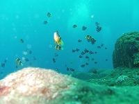 ダイビングスクール アクアリウム･エス_12