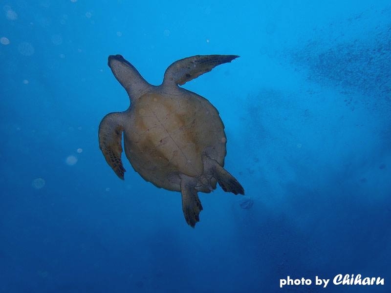 ダイビングスクール アクアリウム･エス_8