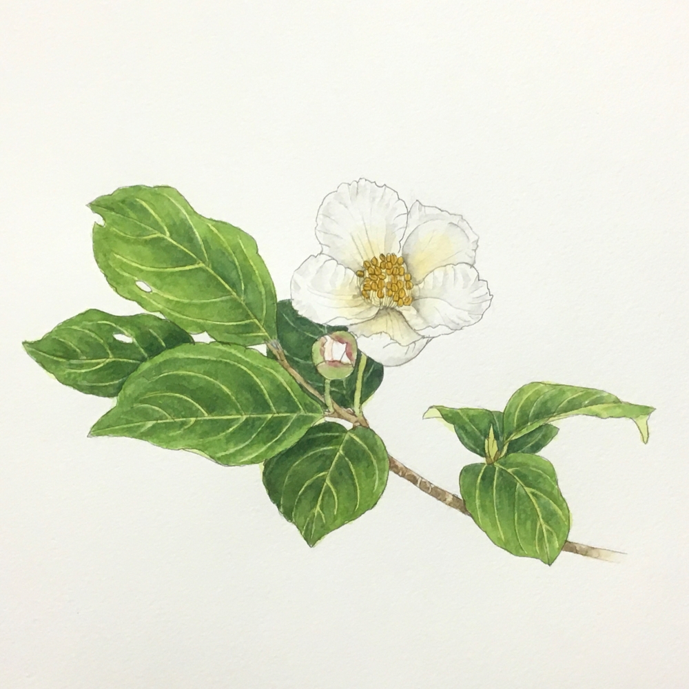 花の水彩画教室