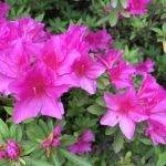 リンパ基礎コース