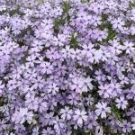 リンパ基礎コース_2