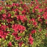 リンパ基礎コース_4