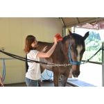 体験乗馬2回コース